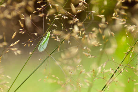 A small green insect that climbs a blade of grass surrounded by other meadow plants.の写真素材