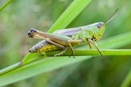 A green grasshopper climbing a blade of grass on a warm summer's day. In the tall and green grass, it is almost invisible.の写真素材