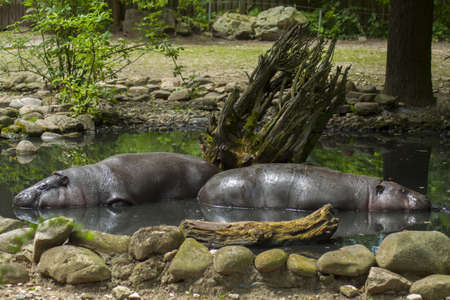 Pygmy hippos during a water bath. A bathing pond prepared especially for them from soil, stones and...