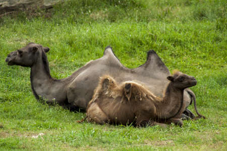 A young bactrian camel lying next to his mother in a grassy meadow. Adult camels take great care of their offspring.の写真素材