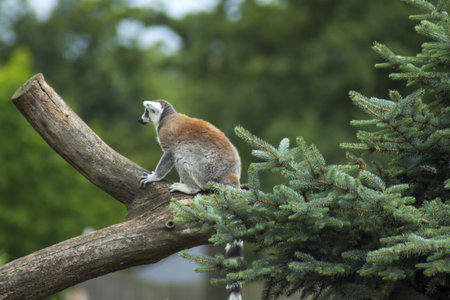 A ring-tailed lemur hiding from predators and nosy people. A lemur paddock made of huge boulders, logs and planted trees.の写真素材