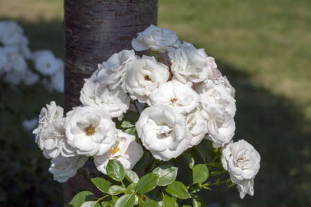 A beautiful wild rose bush with perfectly white flowers, partly bathed in sunshine and partly hidden in the shade of a tree.の写真素材