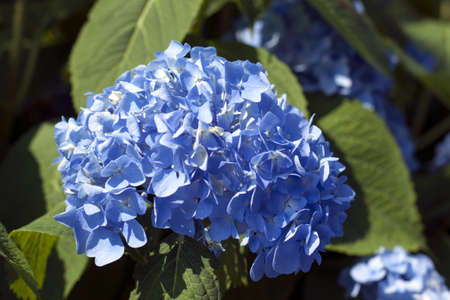 A beautiful blue hydrangea that perfectly contrasts with dark green leaves.の写真素材