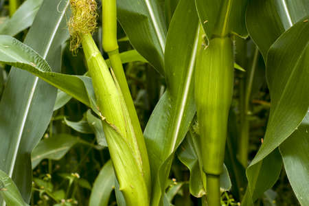 Young, unripe corn growing on a bush in a cornfield. Corn has hard and sharp leaves and hairs growing straight from the cob.の写真素材