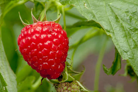 A beautiful red and ripe raspberry hanging from a bush with green leaves.