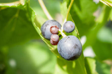 The fruit of the vine in macro terms.の写真素材