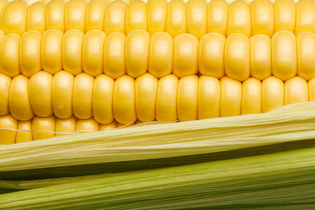 The cob of fresh and sweet corn and its grains in a very close shot.