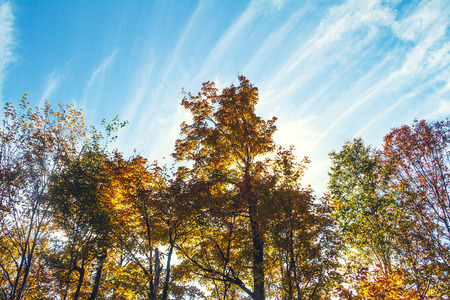 Fall trees in the blue skyの写真素材