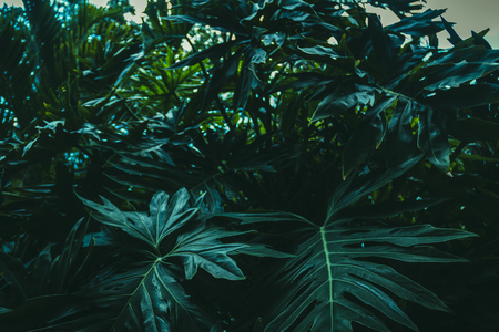 Jungleの写真素材