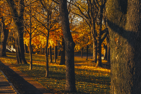 Golden forestの写真素材