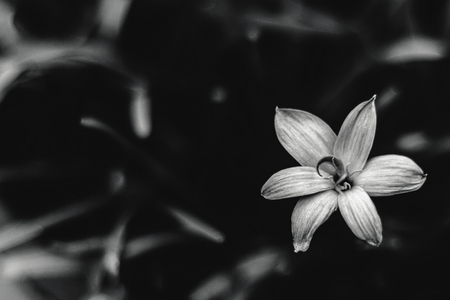 Melancholic flower