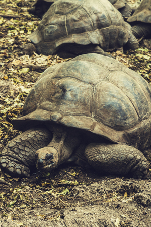 Giant Galapagos Tortoiseの写真素材