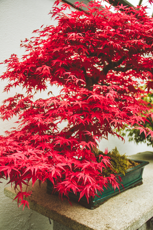 Exotic red bonsai blossoms during springの写真素材