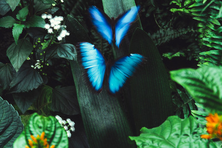 Two butterflies play around free on a garden