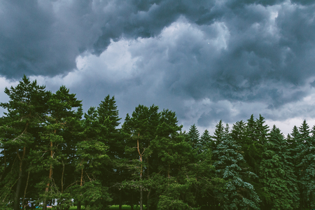 Bad if arrives in a boreal forestの写真素材