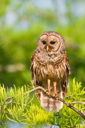 Barred Owlの写真素材