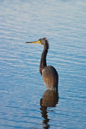 Little Blue Heron on a cold morningの写真素材
