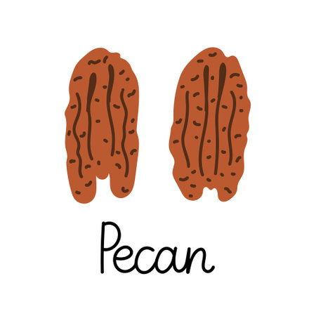 Flat hand-drawn illustration of two pecan nuts with monoline inscription. Colorful vector drawing isolated on white background.のイラスト素材