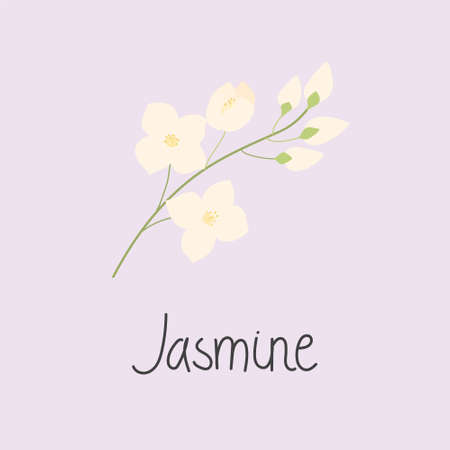 Illustration of a jasmine branch with flowers. And the inscription Jasmine. Flat vector illustration. Isolated on white.のイラスト素材
