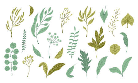 Set of green leaves and branches with leaves. Modern style flat organic illustrations. For decorations, patterns, compositions, etc. Vector isolated on white background.のイラスト素材