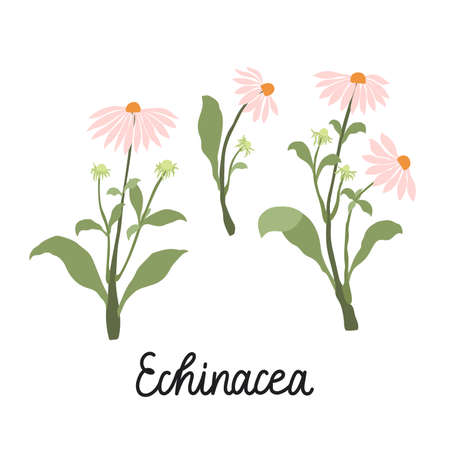 Echinacea flowers flat illustrations. With the inscription - Echinacea. Vector isolated on white.のイラスト素材