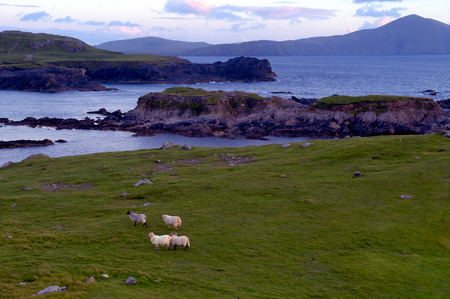 sheep at twilight on cliffs overlooking Clew Bay, Co.Mayo, Irelandの写真素材