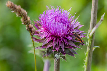 Thistle Bloom with Insects, Richard M Nixon County Park, York County, Pennsylvania, USAの写真素材
