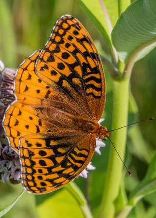 Silver Bordered Fritillary Butterfly, Richard M Nixon County Park, York County, Pennsylvania, USAの写真素材