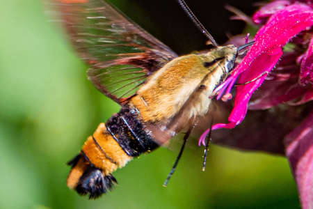 Hummingbird Moth on Bee Balm, Richard M Nixon County Park, York County, Pennsylvania, USAの写真素材