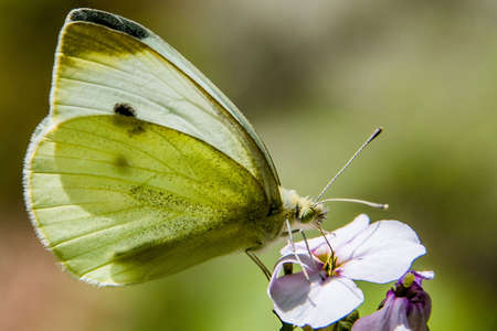 Cabbage White Butterfly, Gettysburg National Military Park, Pennsylvania, USAの写真素材