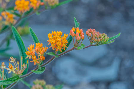 Orange Delight, Heritage Rail Trail County Park, York County, Pennsylvania, USA