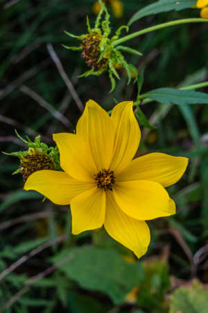 The Last Bloom of Summer, Richard M Nixon County Park, York County, Pennsylvania, USAの写真素材