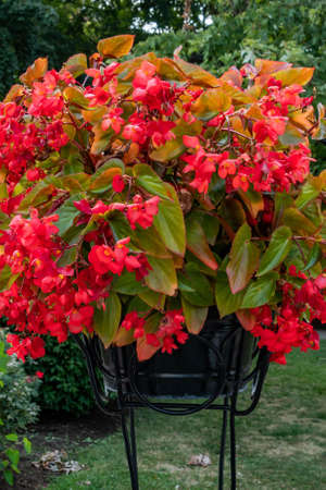 Dragon Leaf Begonia, Bedford, Pennsylvania, USAの写真素材