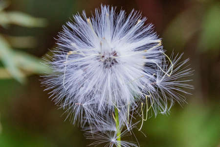 Cats Ear Plant, Richard M Nixon County Park, York Clounty, Pennsylvania, USA