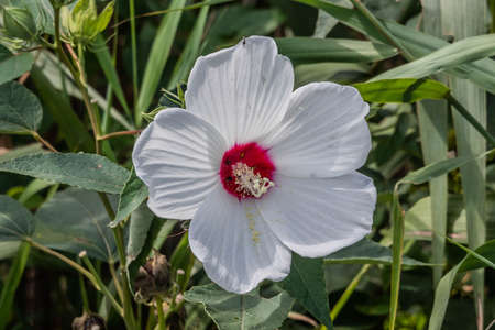 Perennial Hibiscus in Bloom, Lake Williams, York County, Pennsylvania, USAの写真素材