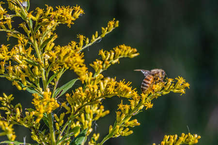 Honeybee On Goldenrod, Richard M Nixon County Park, York County, Pennsylvania, USA