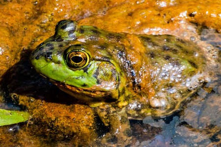 Bullfrog In The Marsh, William Kain County Park, York County, Pennsylvania, USAの写真素材