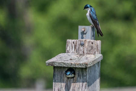 Tree Swallows At Home, Hopewell Area Recreation Complex, York County, Pennsylvania, USAの写真素材