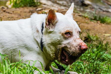 Dog With Rock In Mouth, York County, Pennsylvania, USAの写真素材