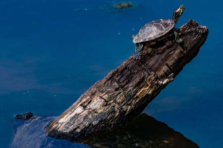 Turtle Basking in the Sunshine, William Kain County Park, York County, Pennsylvania, USAの写真素材