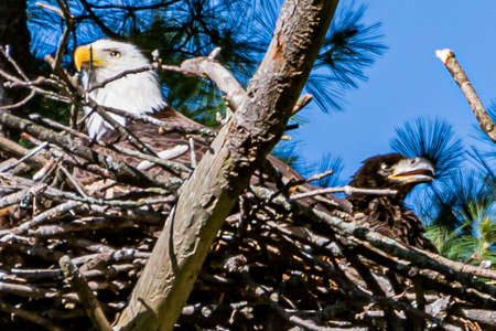 Eagle and Eaglet in the Nest, York County, Pennsylvania, USAの写真素材