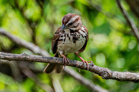 American Tree Sparrow, Richard M Nixon County Park, York County, Pennsylvania, USAの写真素材
