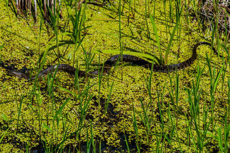 Nerodia Sipedon (Common Water Snake), William Kain County Park, York County, Pennsylvania, USAの写真素材