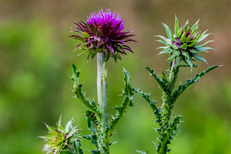 Mature and Immature Thistle Bloom, Richard M Nixon County Park, York County, Pennsylvania, USAの写真素材