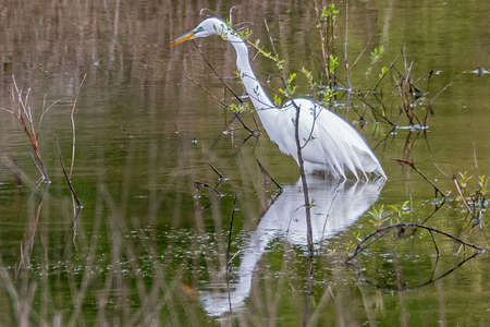 Great White Egret with Reflection in the Marsh, Lake Redman Boardwalk, York County, Pennsylvania, USAの写真素材