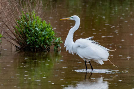 Great Egret On A Rainy Day, William Kain County Park, York County, Pennsylvania, USAの写真素材