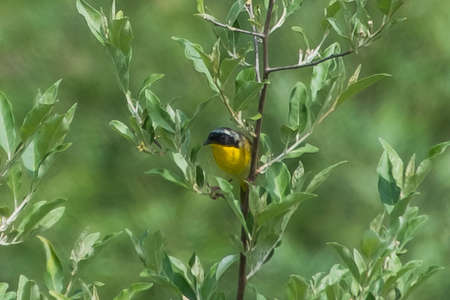 Common Yellowthroat, Richard M Nixon County Park, York County, Pennsylvania, USAの写真素材