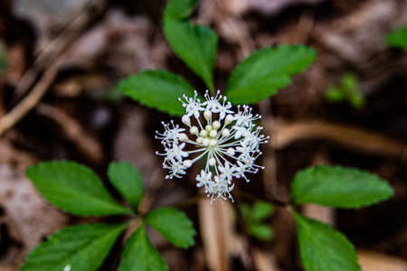 Dwarf Ginseng in Bloom, Nixon Park, York County, Pennsylvania, USAの写真素材