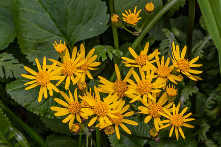 Golden Ragwort, Richard M Nixon County Park, Pennsylvania, USAの写真素材
