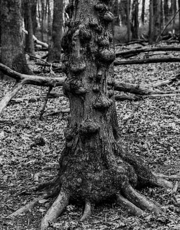 A Gnarly Old Tree, Nixon Park, York County, Pennsylvania, USAの写真素材